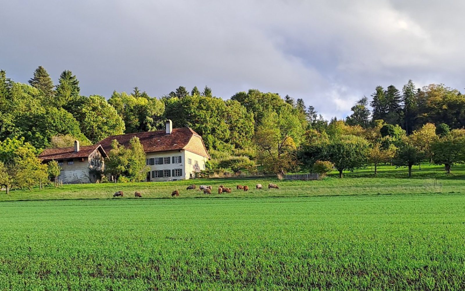 La ferme de Chantemerle dans son écrin de verdure