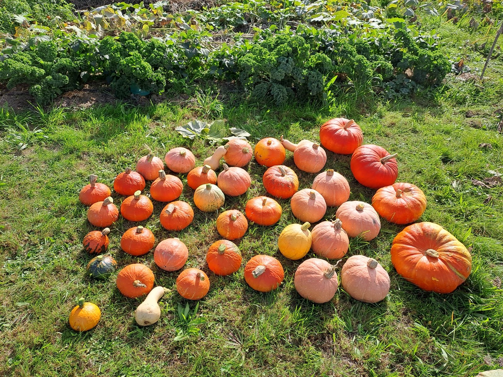 La récolte de courges et potimarrons étalée devant le jardin