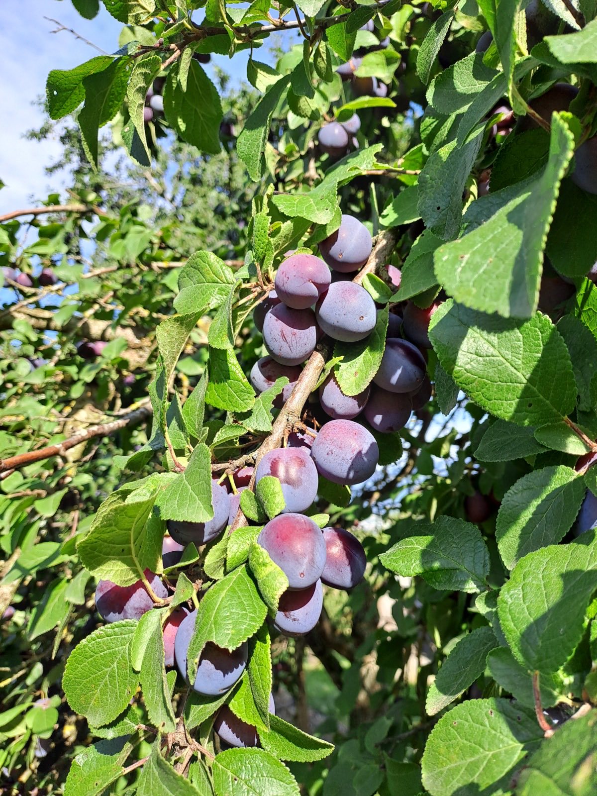Grappes de pruneaux mûrs sur l'arbre, parmi le feuillage