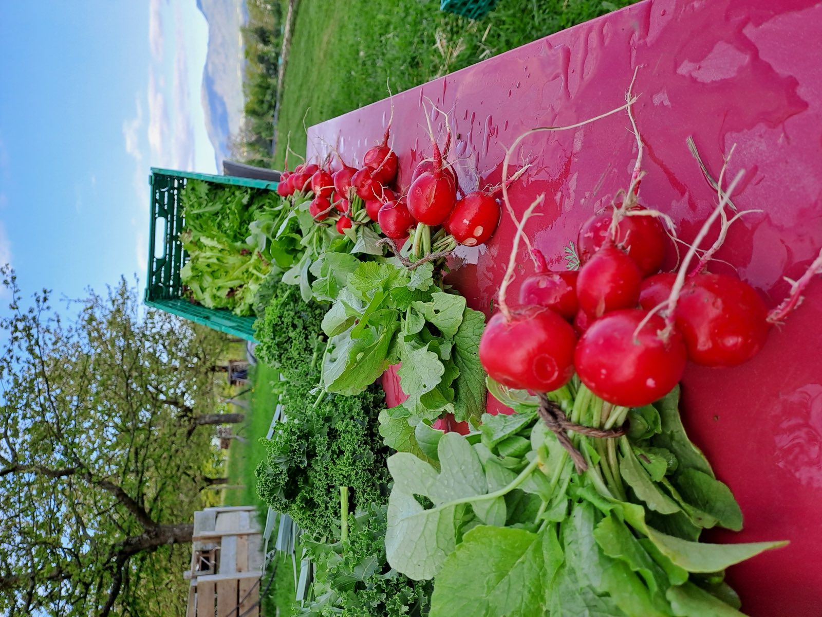 Bottes de radis roses sur la table de tri, le verger en arrière-plan