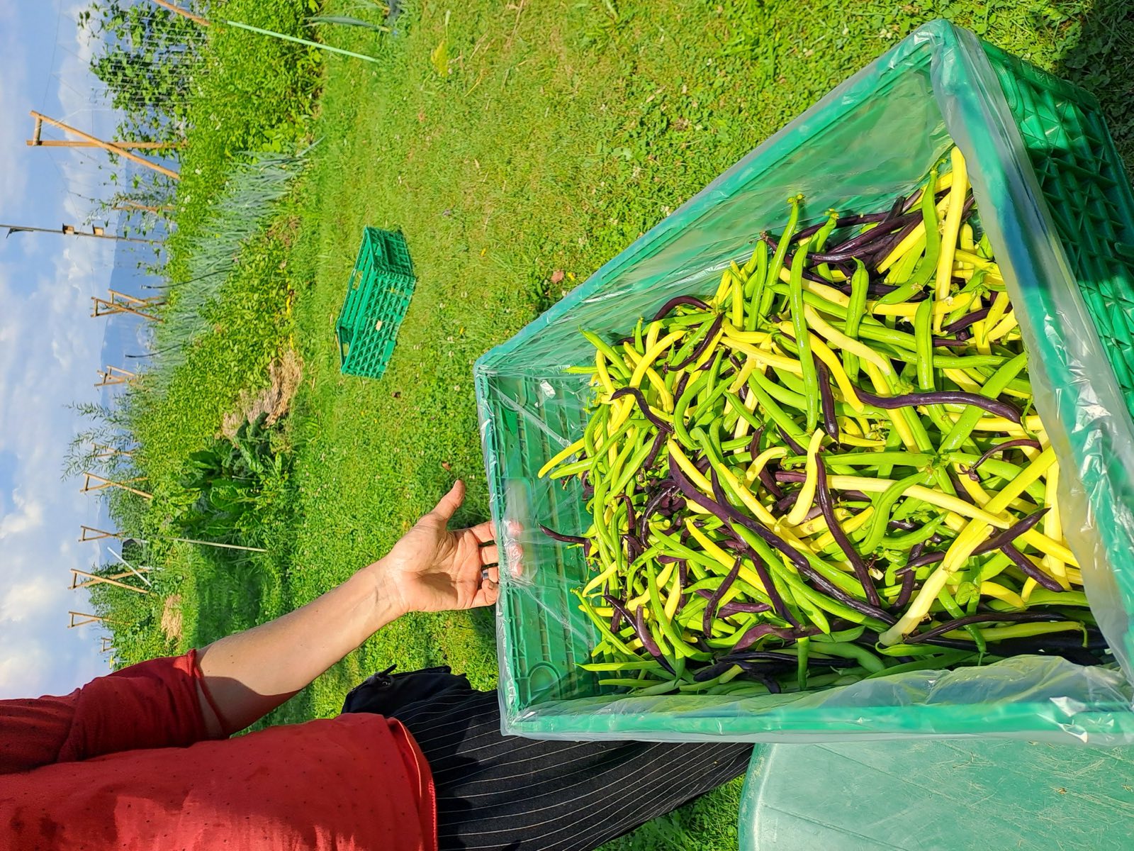 Rang de salades entre les tuteurs de tomates, au cœur de l'été